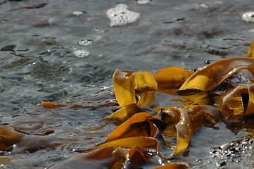 Image showing seaweed