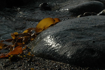 Image showing seaweed