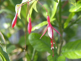 Image showing Fuchsia flowers