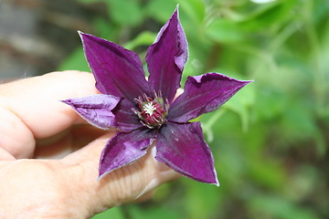 Image showing Clematis