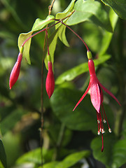 Image showing Fuchsia flowers