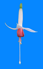 Image showing Fuchsia flower on blue background