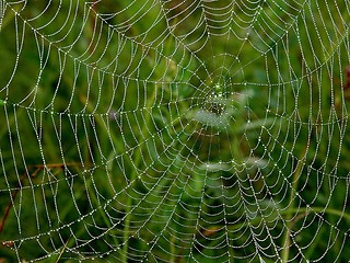 Image showing Spider Web