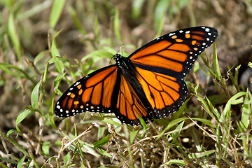 Image showing Monarch Butterfly