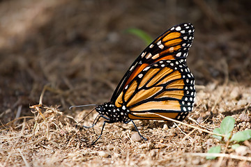 Image showing Orange and Black Monarch Butterfly