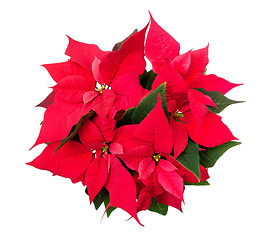 Image showing Poinsettia - Euphorbia pulcherrima