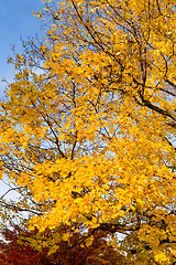 Image showing Bunch Yellow Autumn Maple Leaves Tree