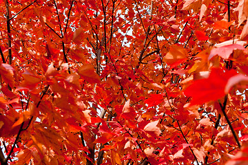 Image showing Full Frame Bunch Orange Autumn Maple Leaves Tree