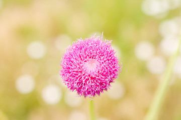 Image showing Purple Thistle Wildflower New Mexico United States