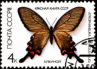 Image showing Chinese Windmill Butterfly, Atrophaneura alcinous