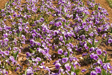 Image showing Full Frame Purple Pansies Flower Garden