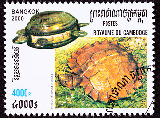 Image showing Canceled Cambodian Postage Stamp Spiny Turtle, Heosemys spinosa,