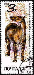 Image showing Extinct Furry Chalicotherium Animal