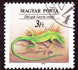 Image showing Canceled Hungarian Postage Stamp European Green Lizard, Lacerta 