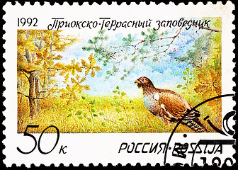 Image showing Pheasant Prioksko-Terrasny Nature Reserve