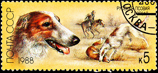 Image showing Russian Wolfhound Borzoi Fox Hunting Dog