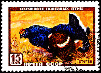 Image showing Black Grouse Bird, Tetrao tetrix, in a Field