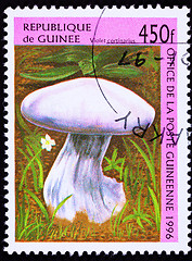 Image showing Canceled Guinea Postage Stamp Fungus Violet Webcap Mushroom Cort