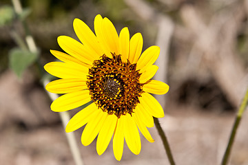 Image showing Sunflower Helianthus Laetiflorus New Mexico USA