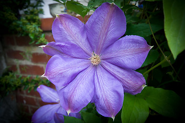 Image showing Purple Clematis Flower on Vine, Vignette