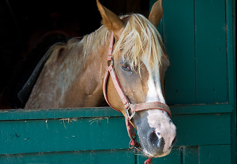 Image showing Brown Horse with White Streak, In Stable Stall