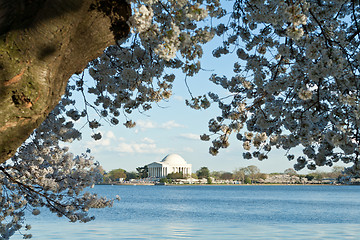 Image showing Jefferson Memorial Cherry Blossoms Tidal Basin DC