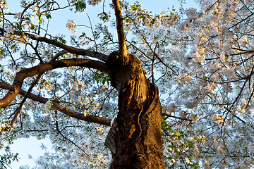 Image showing Twisted Cherry Tree Blossoms Washington, DC, USA