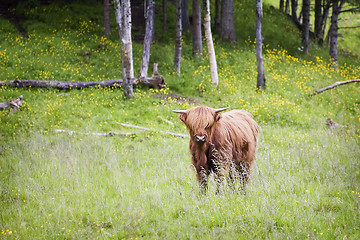 Image showing Highland cattle