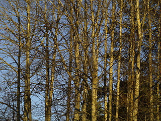 Image showing winter trees