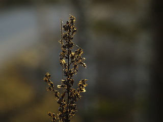 Image showing dried thistle