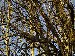 Image showing Mangled branches