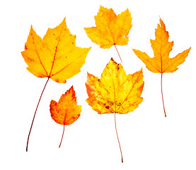 Image showing Yellow Maple Oak Leaves Autumn Fall Isolated White