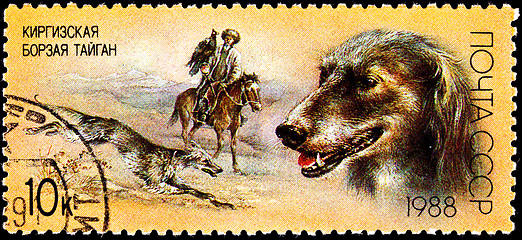 Image showing Taigan Kirghiz Dog Hunting with Golden Eagle