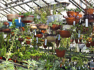 Image showing Greenhouse
