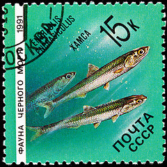 Image showing Stamp Fish European Anchovy Engraulis Encrasicolus