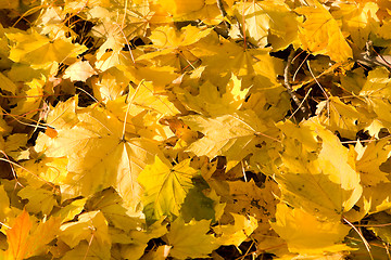 Image showing Full Frame Bunch Yellow Autumn Maple Leaves Ground