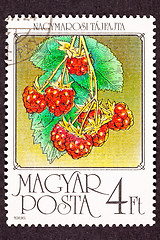 Image showing Hungarian Stamp Red Raspberries Fruit Hanging Bush