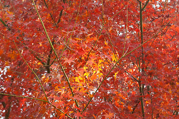 Image showing Small Patch Yellow Leaves in Field of Red Leaves