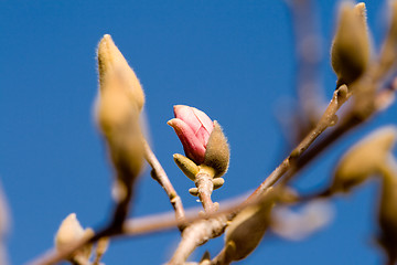 Image showing Magnolia Flowers Budding Early Spring Isolated