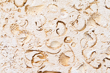 Image showing Full Frame Limestone with Embedded Fossils