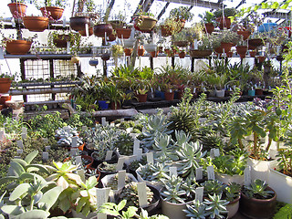 Image showing Greenhouse