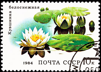 Image showing European White Waterlily, Nymphaea alba