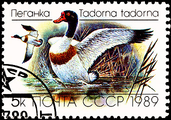 Image showing Flying Common Shelduck, Tadorna tadorna