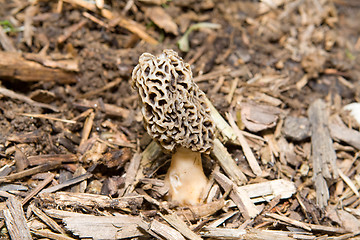 Image showing Close-Up-Of Morel Mushroom Growing in Mulch