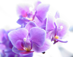 Image showing Phalaenopsis. Closeup of orchid blurring in white background