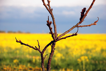 Image showing Tree buds and yelow fields 