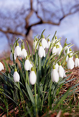 Image showing Snowdrops 