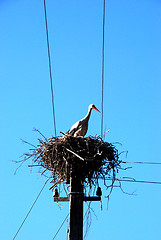 Image showing White stork nest 