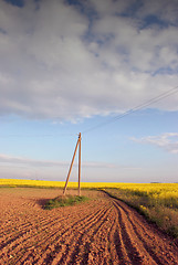 Image showing Flowering fields 