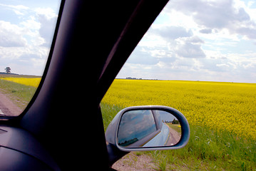 Image showing Yellow rape fields 